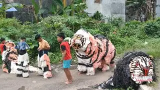 MACAN DI BAWA SAMA 4N4K2X DI KEJAR SAMPAI LAPANGAN BERH4NTU