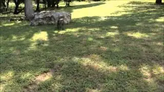 Precision K9 Work Dog training Austin TX