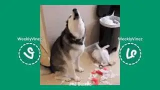 Weekly Vine ★ 1st to 8th March 2014 ★ 88 Best Vines ★ First Week of Month ★ Vine Compilation