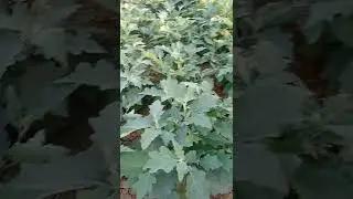 grow, nitro king, Bloom or spread all 90