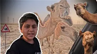 Kuwait - nuwasaib | Road trip | ✨