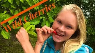 Wild Cherries Health benefits of this amazing berry!