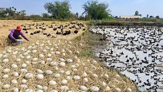 wow amazing! harvest duck eggs - pick a lots of duck eggs under straw by best hand