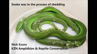 GREEN MAMBA IN DURBAN'S BUILT-UP BEREA AREA!