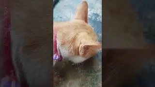 kucing liar yang cantik#shorts