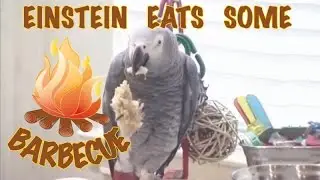 Eats some Barbecue and wants MORE! - Einstein the Talking Texan Parrot