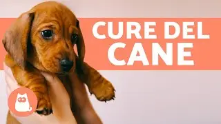 Come prendersi cura di un CUCCIOLO? 🐶 Guida completa!