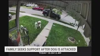 Two large dogs got loose in Grand Rapids, attacked Chihuahua in its yard