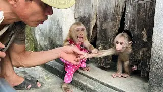 Too dangerous! Monkey Tina and her dad sneaked into the thief's house to save monkey Xuka.