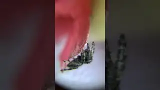Close up female jumping spider