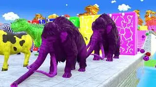 Long Slide Game With Elephant Gorilla Buffalo Hippopotamus Tiger - 3d Animal Game - Funny 3d Animals