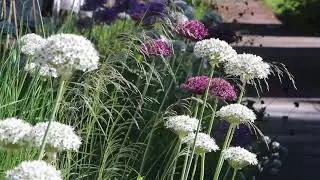 Allium and Deschampsia in Hellstrip Garden