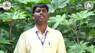 ಹರಳು ತಳಿಗಳು