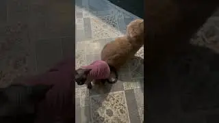 Так удобно СИДЕТЬ на твоем ХВОСТЕ😸/Сфинкс Дорис и экзот Марсель😻