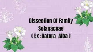 Dissection Of Family Solanaceae ( Datura Alba ) | Practical 04