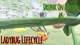 The Ladybug Lifecycle (Both Female & Male) ll Drunk On Nectar #5 🐞