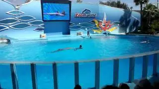 Dolphins Show Zoomarine Algarve Portugal