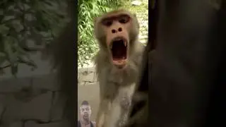 monkey ne kat liya😭😭😭😭😭