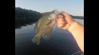 Oak Hollow Lake Summer Crappie Catch