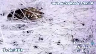 infestazione da PULCI in video dermatoscopia (Ctenocephalides felis) Dott. Vincenzo Iaia Ostuni(Br)