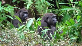 Wild Habituated lowland gorillas, Loango National Park, Gabon