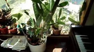 Jacks nopal cactus club.raising delicious nopal cactus video in my sun room this Missouri winter