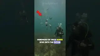 🐦This Bird Can DIVE And SWIM UNDERWATER!🌊 || Cormorant Bird Hunts Fish Underwater #birds #shortsfeed