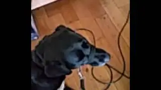 Ceris goes walkies