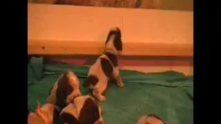 Sugar Creek Spinoni Pups newly playing and walking 32012