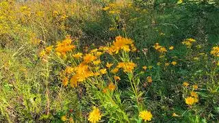 Crepis. August 2024