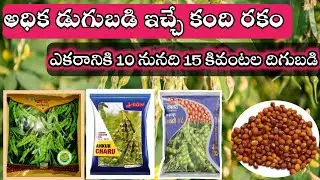 Top Best Redgram Seeds In Telugu || అధిక దిగుబడి ఇచ్చే కంది రకం || #best_Redgram_Veraity_Telugu
