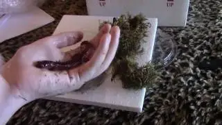Unboxing New Red Salamanders! (Psuedotriton Ruber)