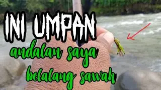 mancing ikan brek  Wonosobo  sawangan