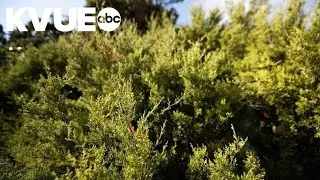Texas Senate initially passes bill to deregulate the removal of ashe juniper trees