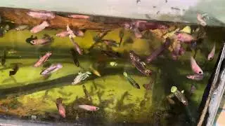 RGG & Blue Star Avatar Betta Fish Baby | Rare Color Baby Betta Bangla