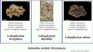 Animalia, ordem Alcyonacea lobophytum complexum paragorgia americana musica midas aotearoa rubens