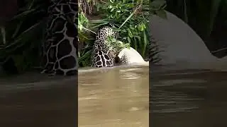 Tiger Attack the Crocodile