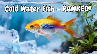27 Best Cold Water Fish for Your Aquarium (No Heater Needed!)