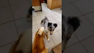 Рабочий день в dog friendly офисе он такой 😁 #собаки #dog #dogfriendly #щенок #аусси #сибаину