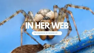 IN HER WEB - The Kingdom of Neriene sp |  Macro Videography | Cinematoghraphy