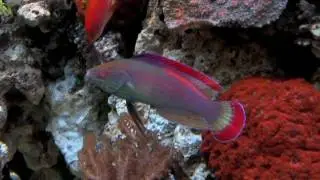 Red Margin Fair Wrasse