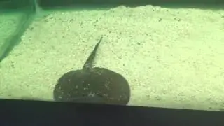 Freshwater predators