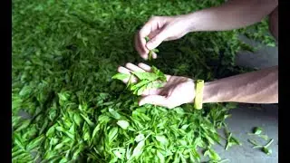Чайное производство изнутри. Заповедник. Хуннань. tea.video