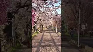 Sakura, One Week Later #田舎暮らし #岐阜県 #桜