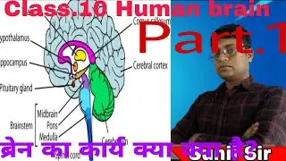 मानव मस्तिष्क Human Brain की संरचना एवं भाग || नियंत्रण एवं समन्वय  Class 10th  by sunil sir