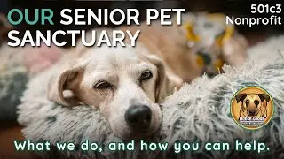 What we do at Moose Lodge Senior Pet Sanctuary & How You Can Help - Hospice Care for Senior Pets