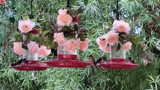 🐦LIVE🐦 Hummingbird Swarm & Oriole Bird Feeders 🌞 #Livebirdcam #hummingbirds #oriolebirds #nature