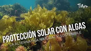 Protección solar con algas: la alternativa natural y sostenible - TvAgro por Juan Gonzalo Angel