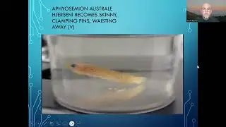 Fish disease case nr. 294 Aphyosemion australe with internal worm infection Capillaria