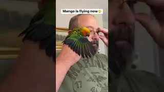 Mango is flying now🐥 #sunconure #conure #birds #parrots #parrotlife #cutebirds #comedy #shorts